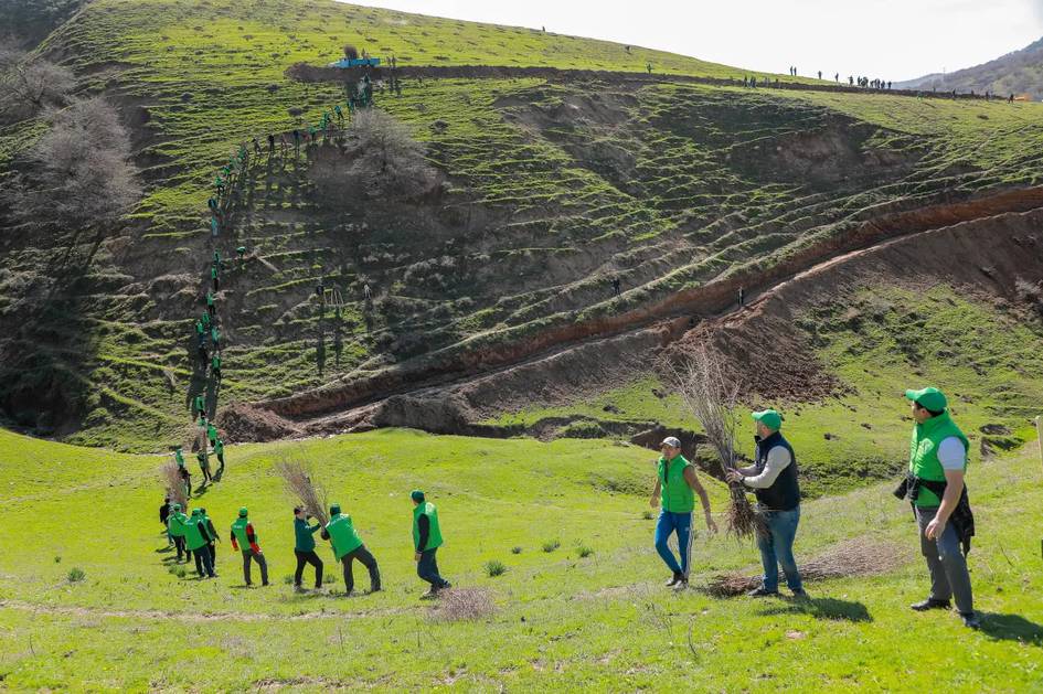 Uzbekistan to reward citizens for tree planting and green initiatives